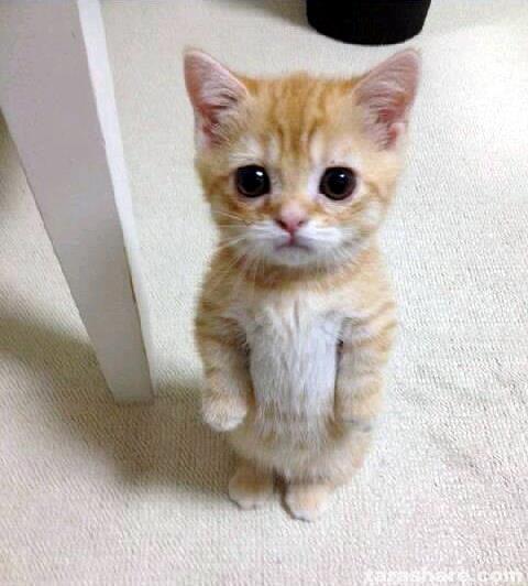 CAT MEME